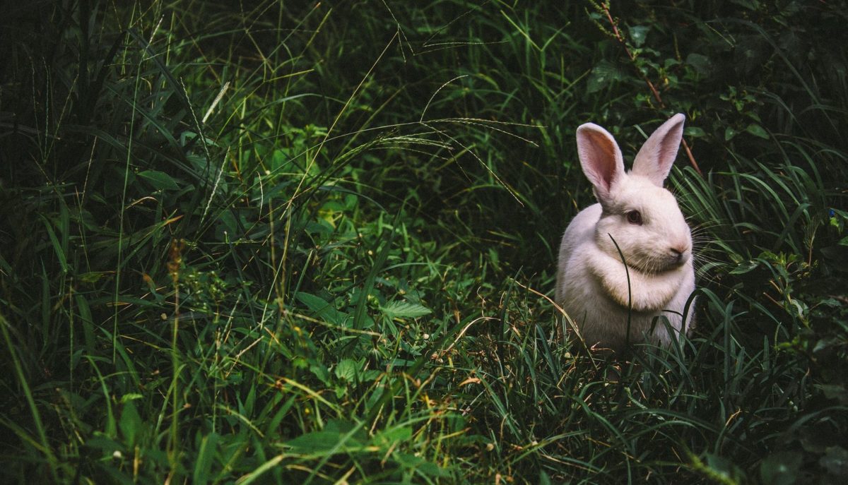 Lapin-1-e1512747152485-1200x687.jpg