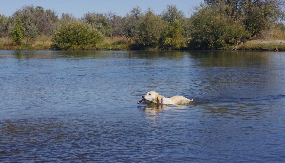 Vignette-chien-baignade-1200x686.jpg