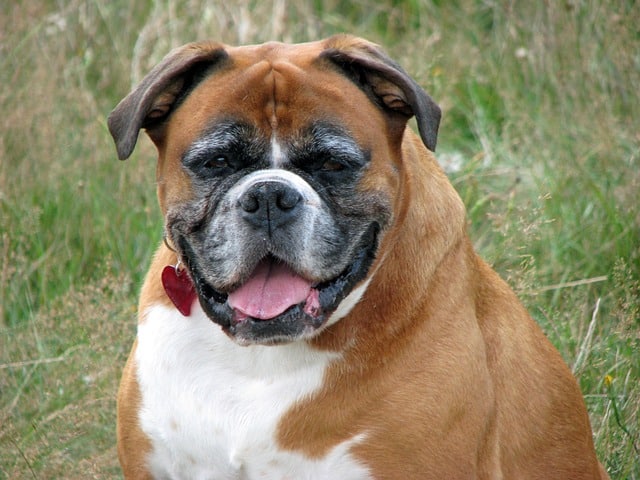 boxer-76182_640.jpg