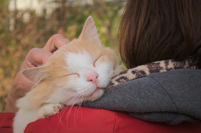 cute-3165954_640.jpg
