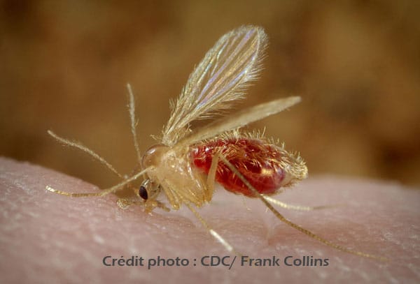 800px-Phlebotomus_pappatasi_bloodmeal_continue-credit.jpg