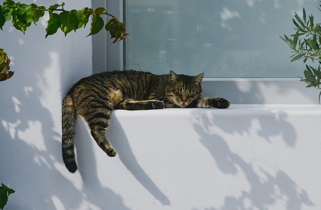 pixabay-cat-3778087_640.jpg